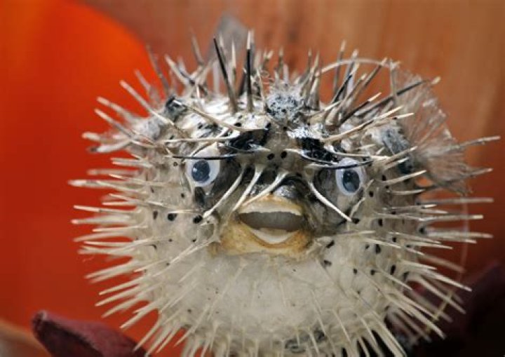 Blowfish