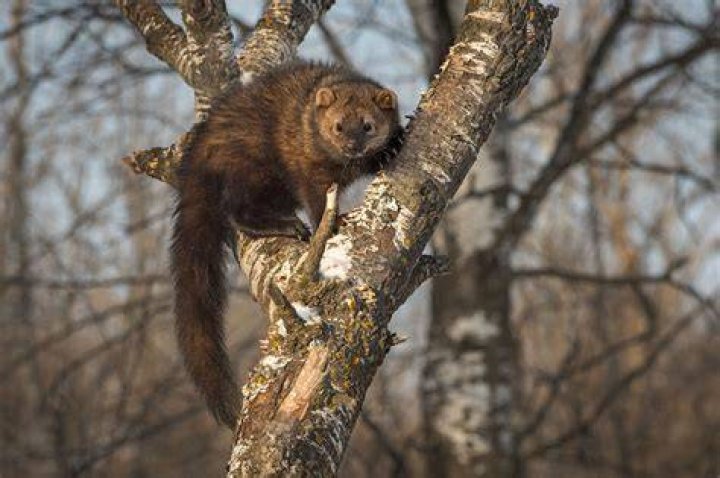 Fisher Animal